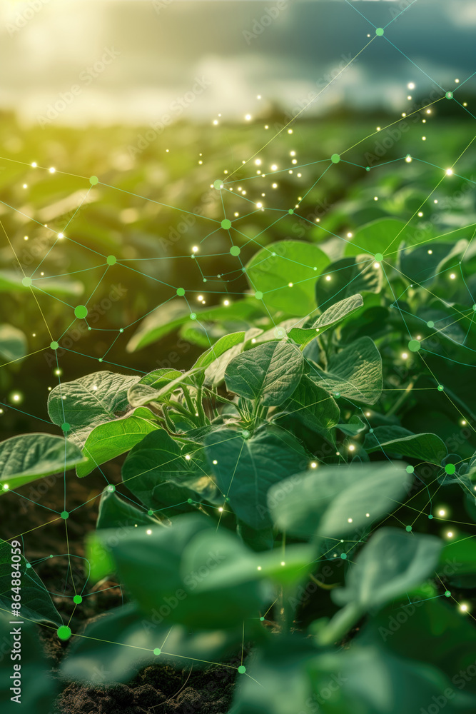 Poster close-up of soybean plants with digital network overlay. advanced farming technology in soybean fiel
