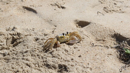 crab on the beach