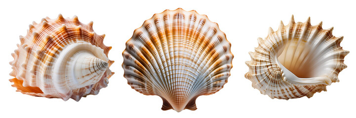 Obraz premium Seashells isolated on transparent background