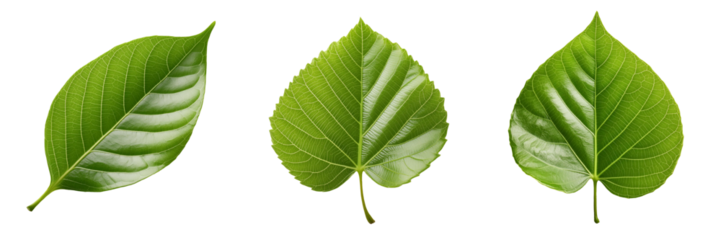 Green leaf isolated on transparent background