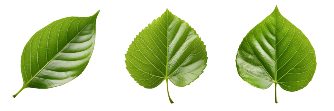 Green leaf isolated on transparent background
