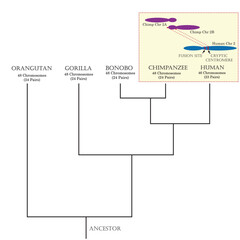 Phylogenetic tree and the differentiation between human, chimpanzee and other primate isolated in the background.	