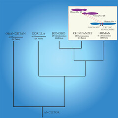 Phylogenetic tree and the differentiation between human, chimpanzee and other primate isolated in the background.	