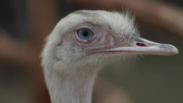 Head of cute white greater white nandu with blue eyes. Close up