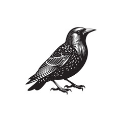 Starling Bird Vector Silhouette - Starling Bird Design - Starling Bird Illustration.