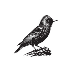 Starling Bird Vector Silhouette - Starling Bird Design - Starling Bird Illustration.