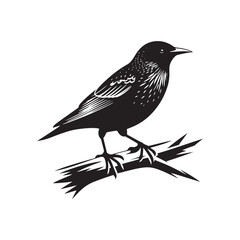 Starling Bird Vector Silhouette - Starling Bird Design - Starling Bird Illustration.
