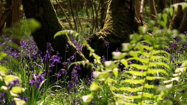 A gorgeous English woodland scene with plants, bluebells and wild garlic in sunshine