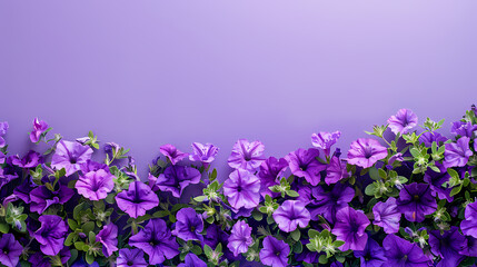 Fototapeta premium Purple flower border wall background