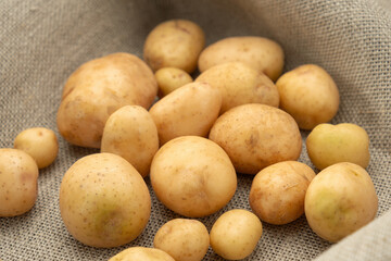 Young, clean, fresh potatoes lie scattered on an eco-friendly jute bag, fabric, backing. Warm shades.