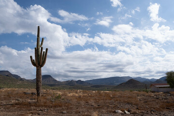 Saguaro in landscape