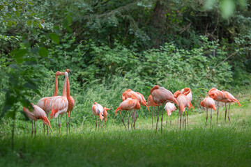 Greater Flamingos