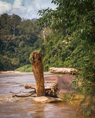 An old wooden tree standing in the Shallow Stream at Malaysia's National Park.
