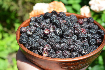 Black Raspberry. The Cumberland Black Raspberry plant produces medium-large, blue-black berries, which have an outstanding raspberry flavor. © bildlove