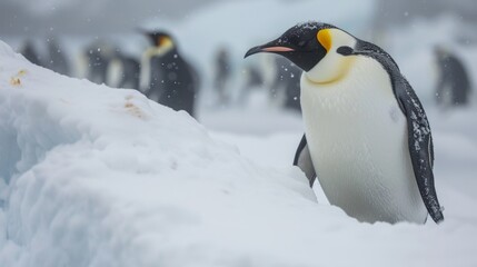 Obraz premium Emperor Penguin in Antarctic Snow