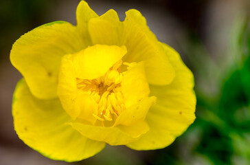 Stamens of a bright yellow half-opened field lily