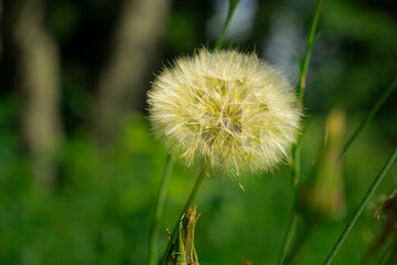 this giant dandelion grows wild in the forests of estonia, its size is impressive with its intense golden seeds. its stem allows it to grow up to 50 cm high.