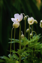 White garden flower on a green background