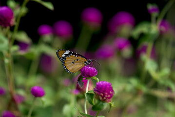 Plain tiger, African queen, African monarch butterfly or Danaus chrysippus on globe amaranth flower, Bhagalpur, Bihar, India