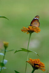 Danaus chrysippus, plain tiger, African queen, or African monarch butterfly on flower, Bhagalpur, Bihar, India