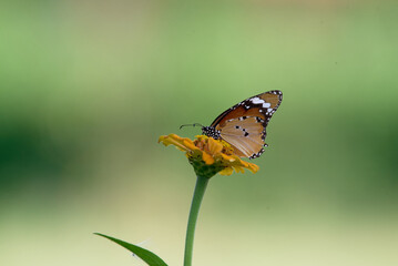 Danaus chrysippus, plain tiger, African queen, or African monarch butterfly on flower, Bhagalpur, Bihar, India