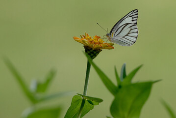 Appias libythea, the striped albatross, is a small butterfly of the family Pieridae, that is, the yellows and whites, which is found in south and southeast Asia.