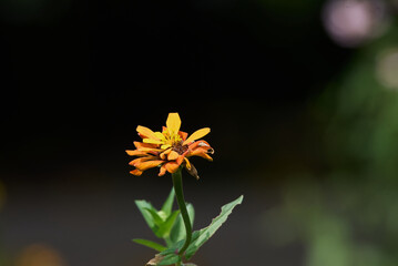 yellow flower in the garden