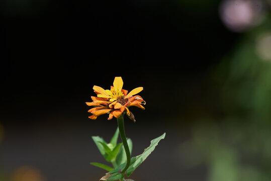 yellow flower in the garden