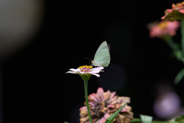 Catopsilia pyranthe, the mottled emigrant, is a butterfly of the family Pieridae found in south Asia, southeast Asia, and parts of Australia.
Shot in Bhagalpur, Bihar, India