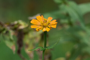 yellow flower with leaves