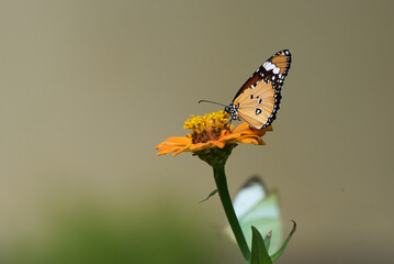 Danaus chrysippus, plain tiger, African queen, or African monarch butterfly on flower, Bhagalpur, Bihar, India