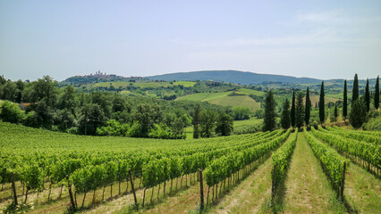 vineyard in region