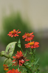 Red and yellow flowers in garden