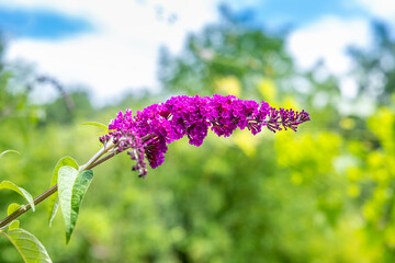 lila Fliederblüte im Hausgarten