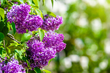 Pink lilac blooms in the Botanical garden
