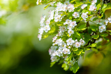 White hawthorn flowers on a green natural background
