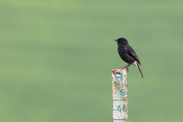 Pied bush chat (Saxicola caprata), Small bird with beautiful blur background