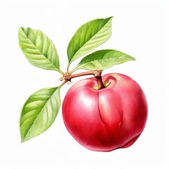 A acerola watercolor illustration on white background.