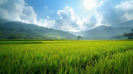 Beautiful morning Panorama Landscape paddy field