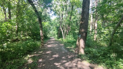 Path in the forest, natural High quality photo