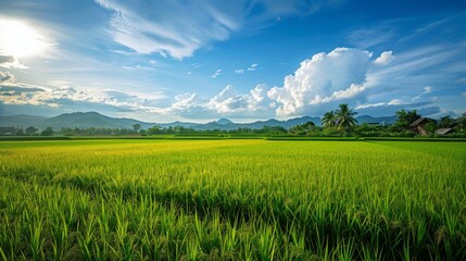 Beautiful morning Panorama Landscape paddy field
