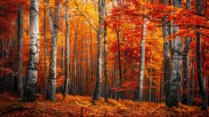 Fototapeta premium Stunning fall hues in a beech woodland