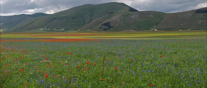 The Flowering of Lentils 2024 Castelluccio di Norcia in the Sibillini national park, Umbria region, Italy