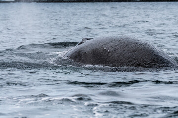 Close-up of the back and dorsal fin of a diving humpback whale -Megaptera novaeangliae. Image taken...