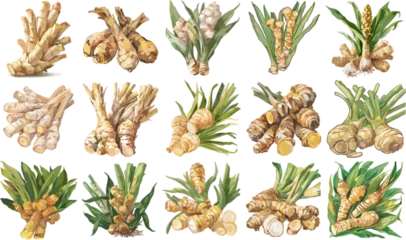 TUBERS SET IN COLOR STYLE, GALANGAN SET IN COLOR STYLE