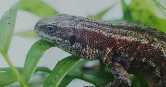 Lizard reptile wakes up after hibernation. Tilt close up