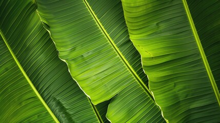 Texture of a Banana Leaf Background