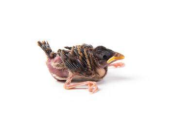 a baby bird isolated on white background.