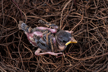 a baby bird isolated on white background.