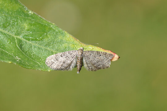 Grey pug (Eupithecia subfuscata), family Geometridae on a leaf. A damaged wing. Dutch garden, Summer, June.